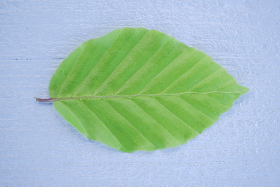 Green leafe close up