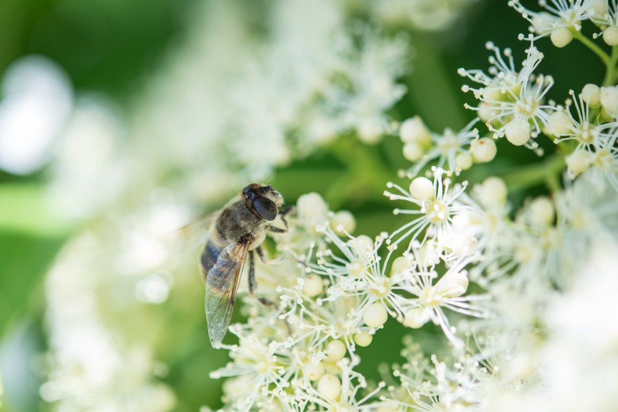 Bee 