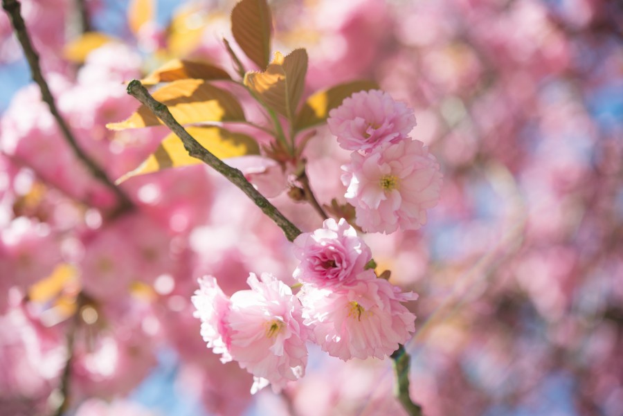Pink blossom