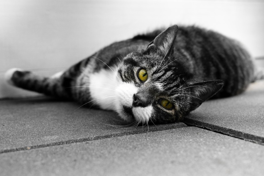 Cat with yellow eyes