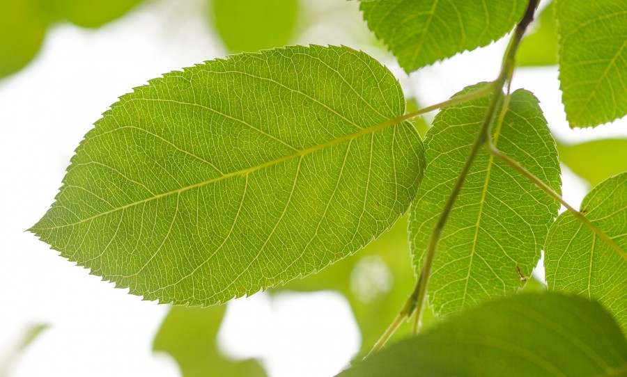 Green leaf in the sun
