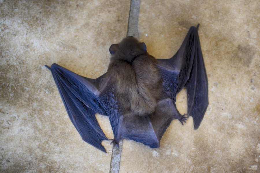 Bat Close-up