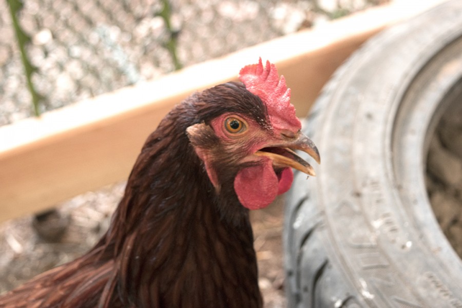 Chicken