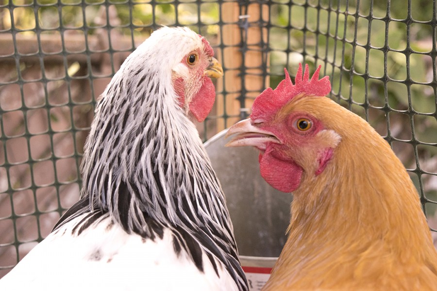 Hens