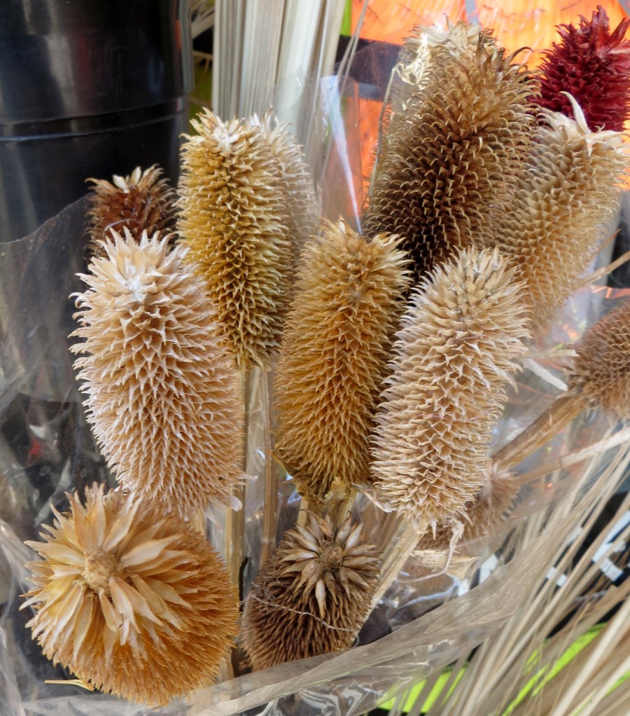 dried plants