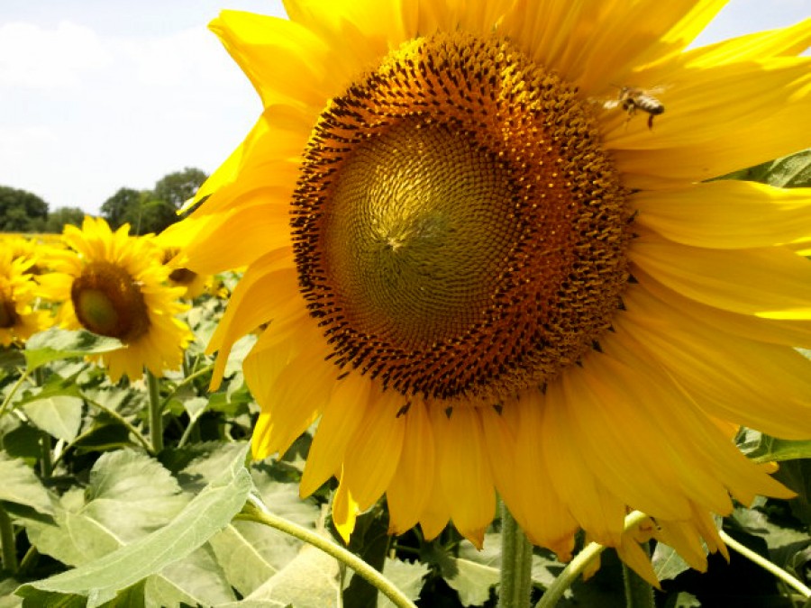 Sunflower and Bee