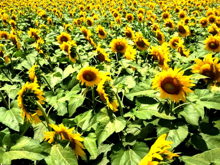 Sunflower Field