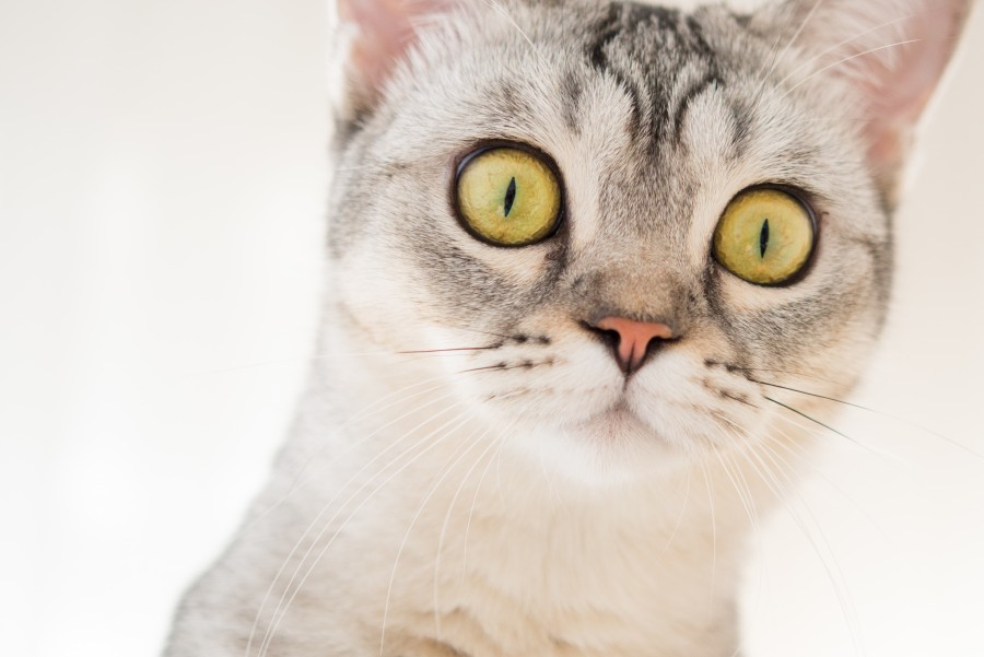Beautiful cat