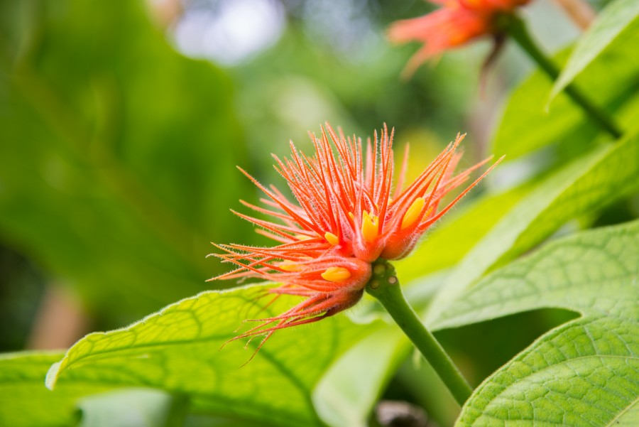 Cool flower