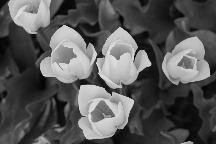 Black and white flowers