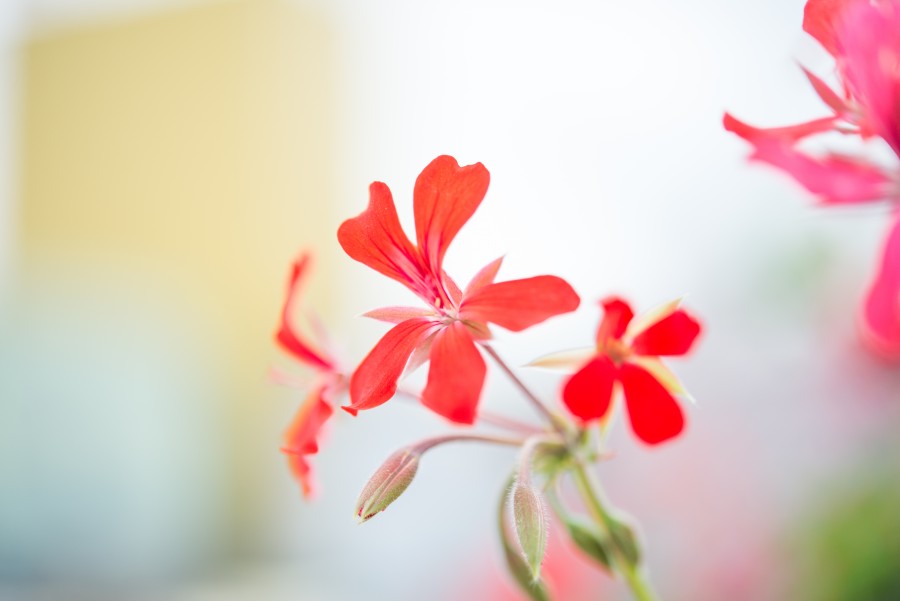 Beautiful red flower