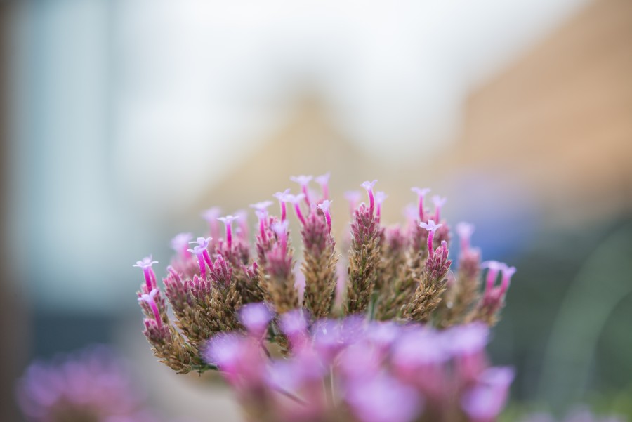 Marco flower