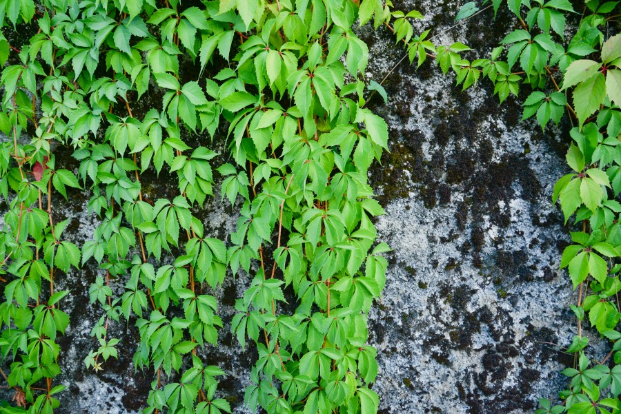 Climbing ivy