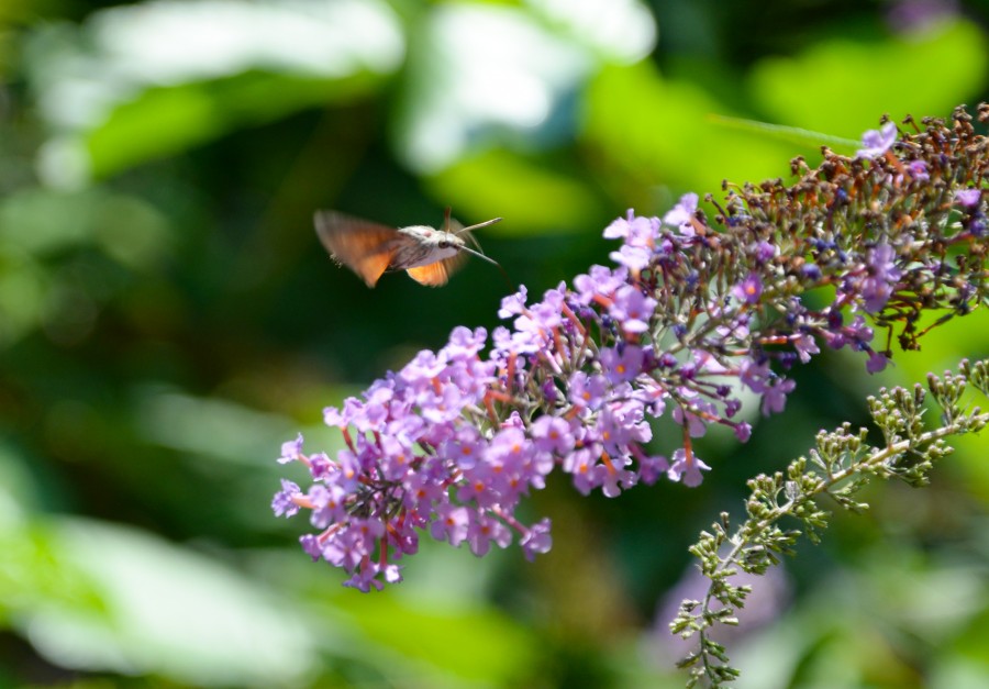 Hummingbird hawk-moth