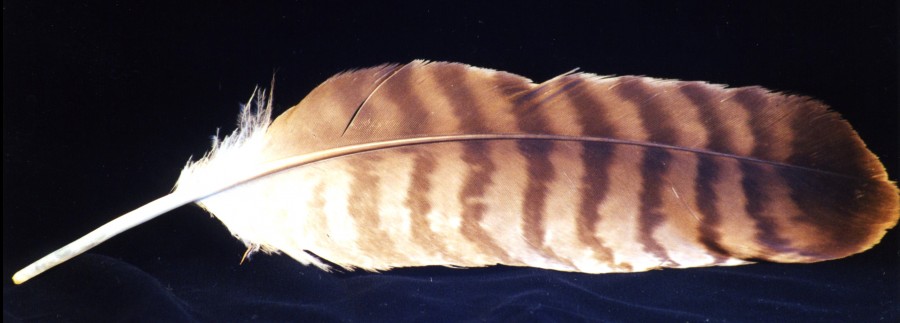 hawk feather