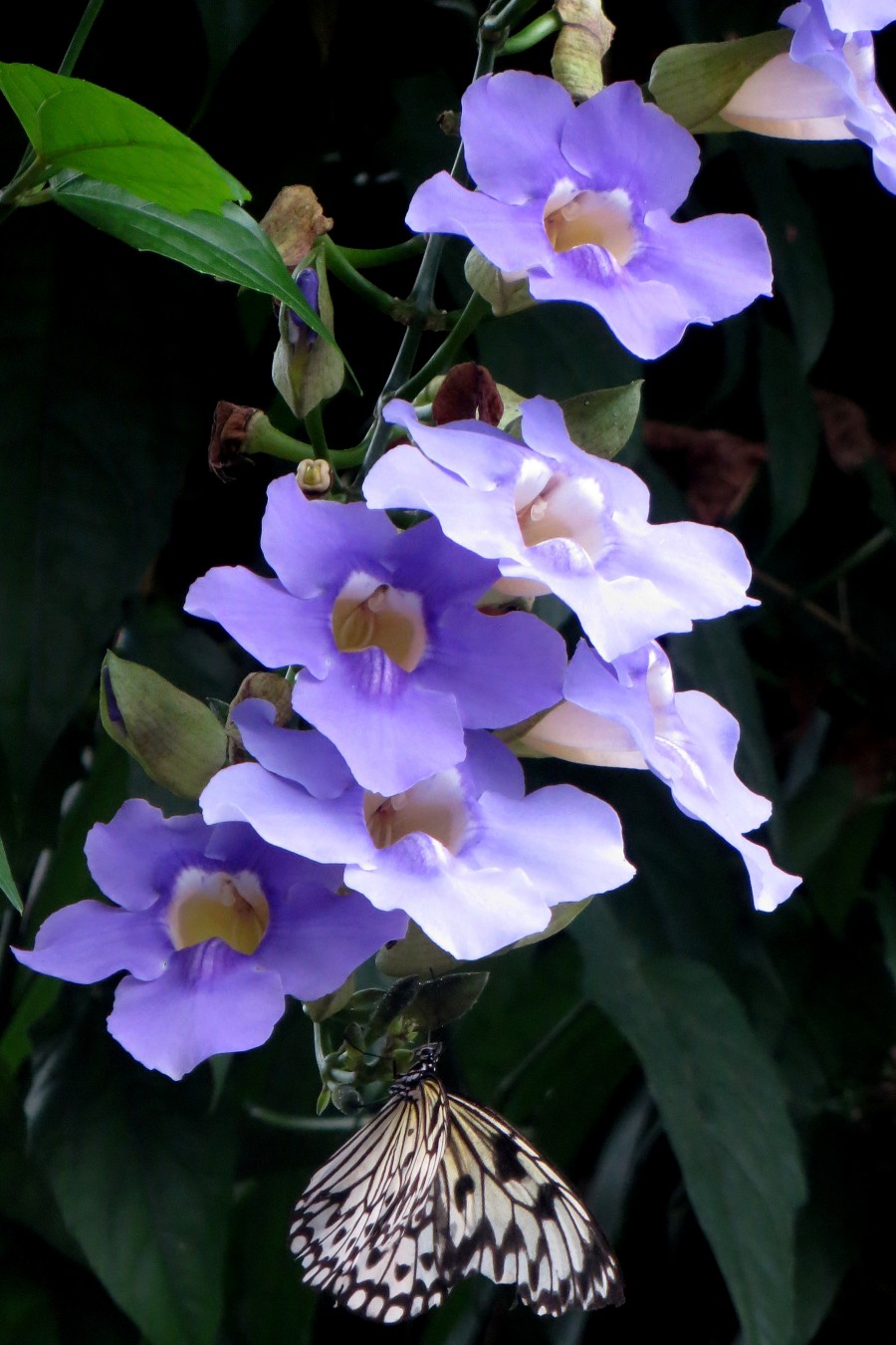 blue trumpetvine