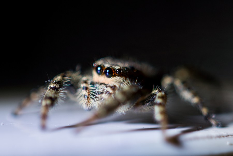 Close up from a spider
