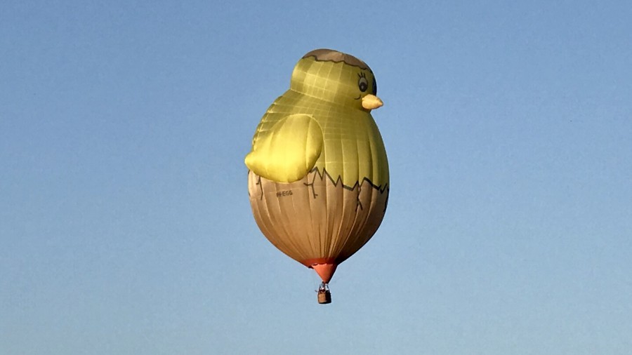 Chicken can fly in Groningen | The Netherlands 