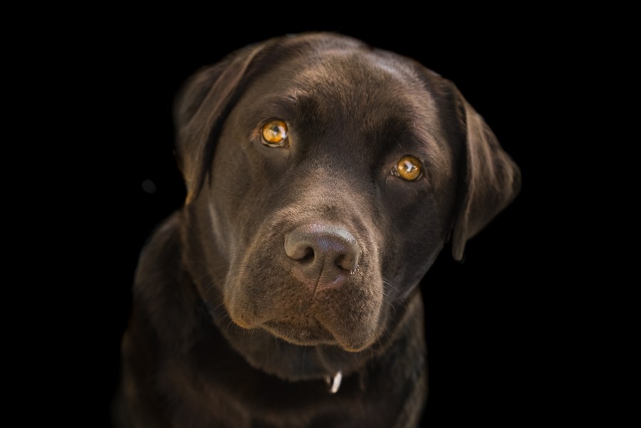 Close up of Pepper