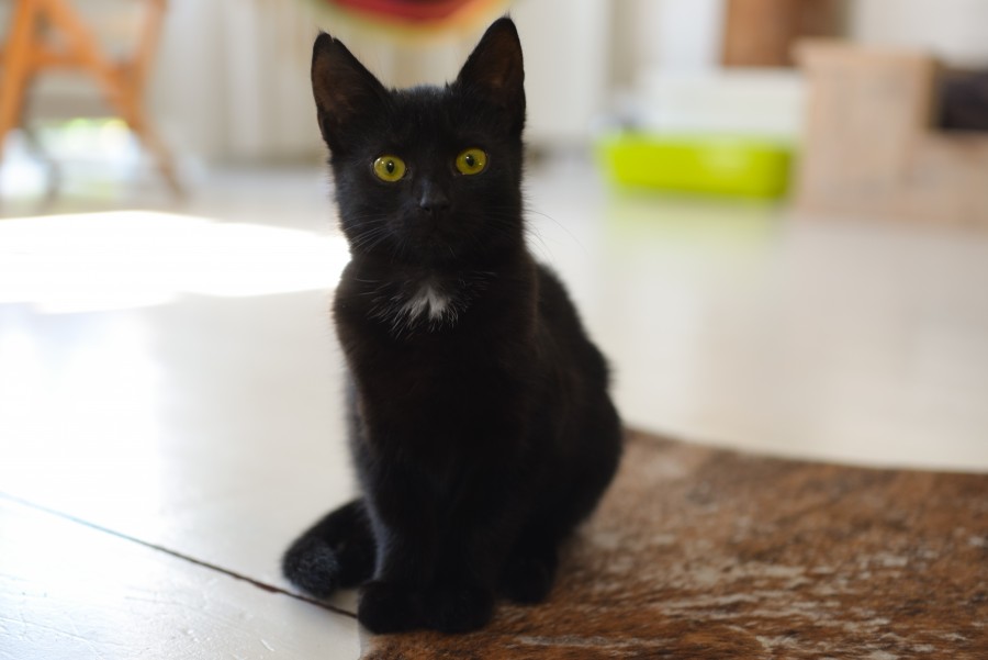 Curious kitten