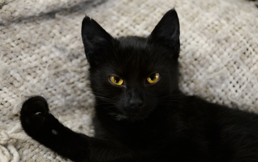 Black kitten