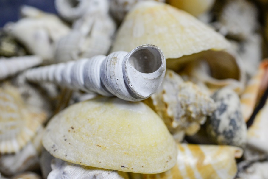 Shell collection