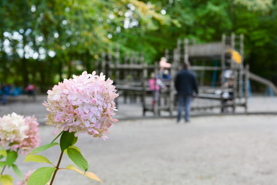 Hortensia at the playground