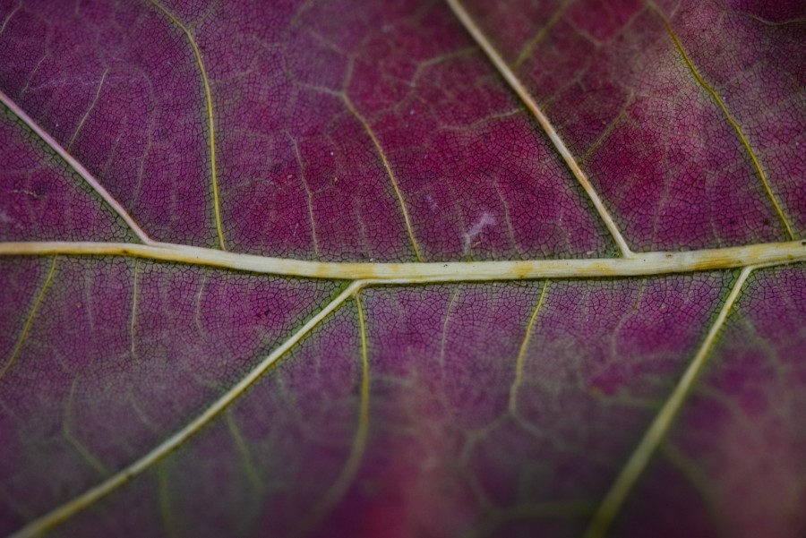 Leaf grains macro