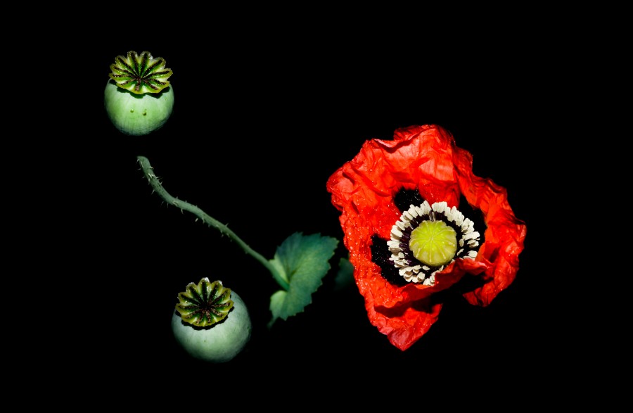 Poppy on a black backdrop