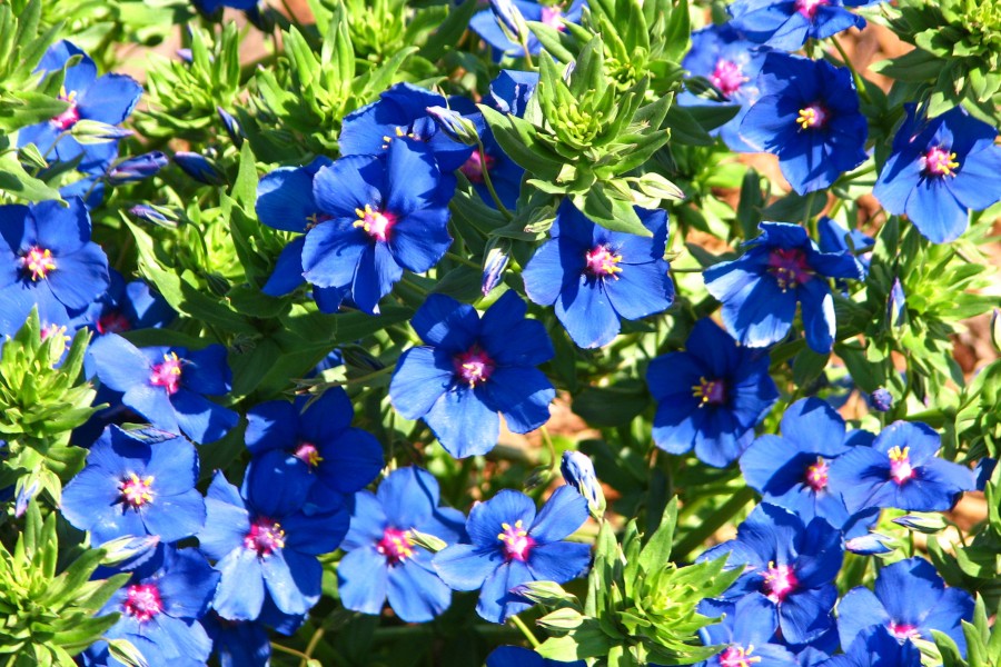 blue flowers 2