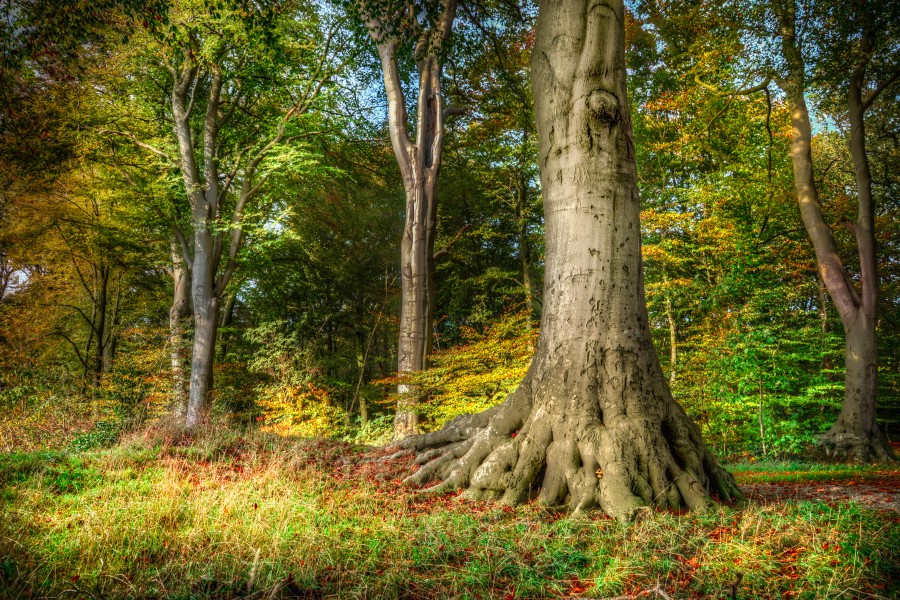 Majestic tree at Quintusbos Glimmen