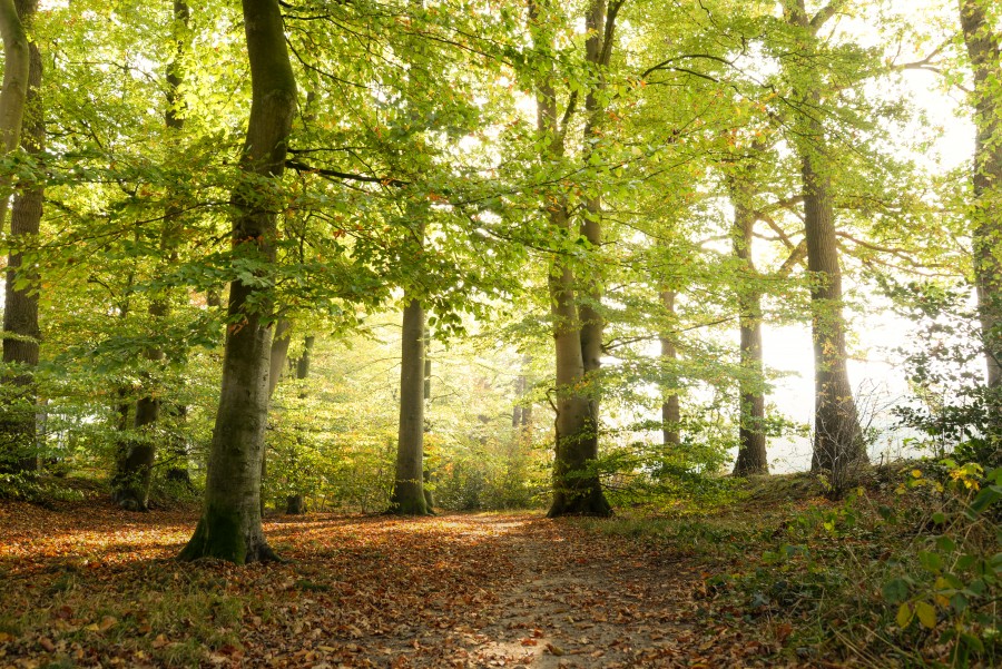 Path in green woods