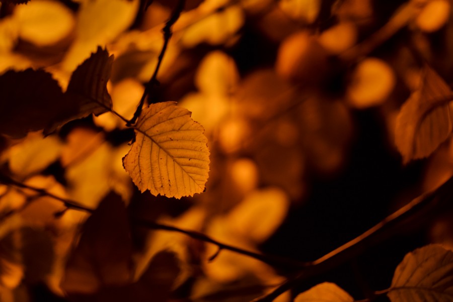 Leaf in street lights
