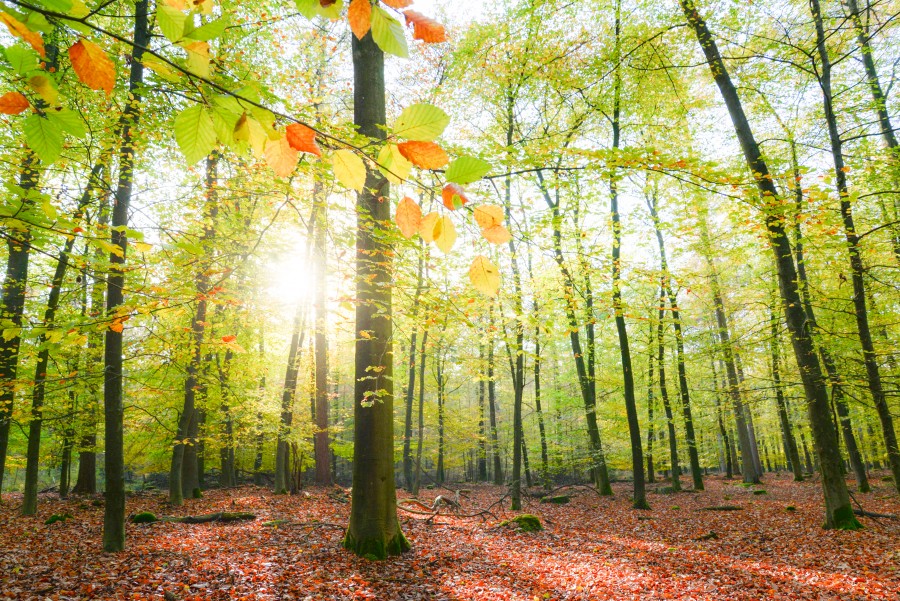Sun is shining in the forest