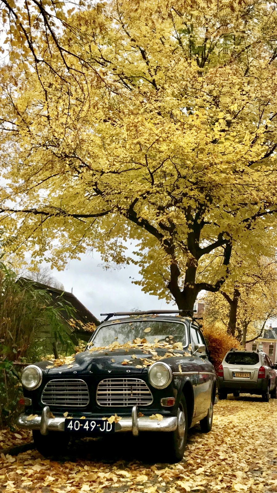 Old timer in the autumn of Groningen | The Netherlands 
