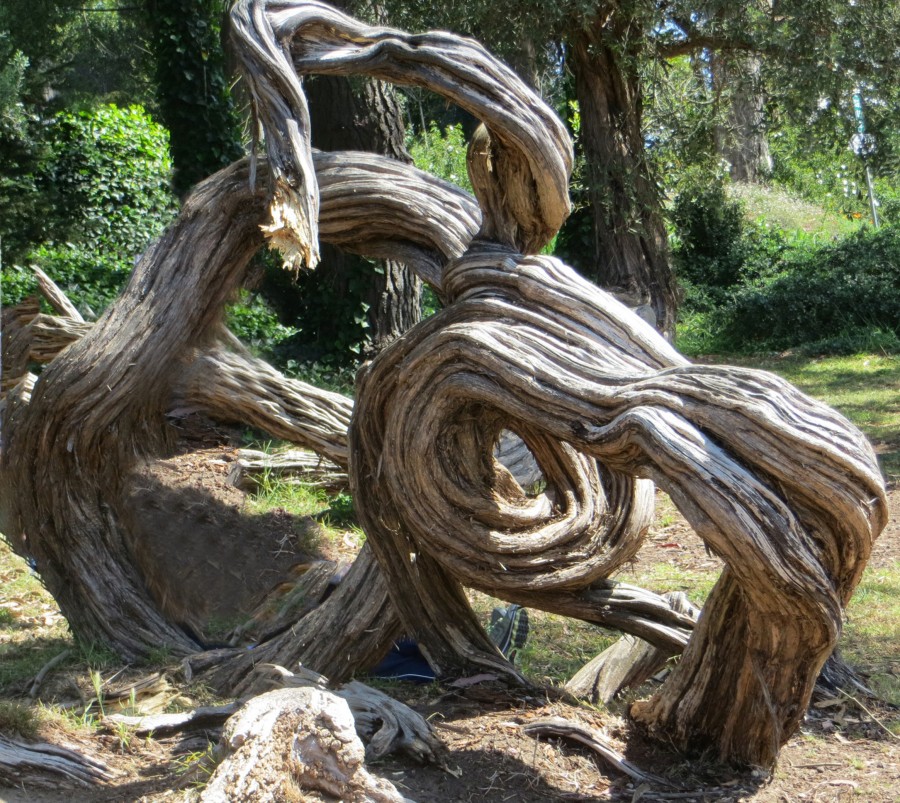 twisted tree