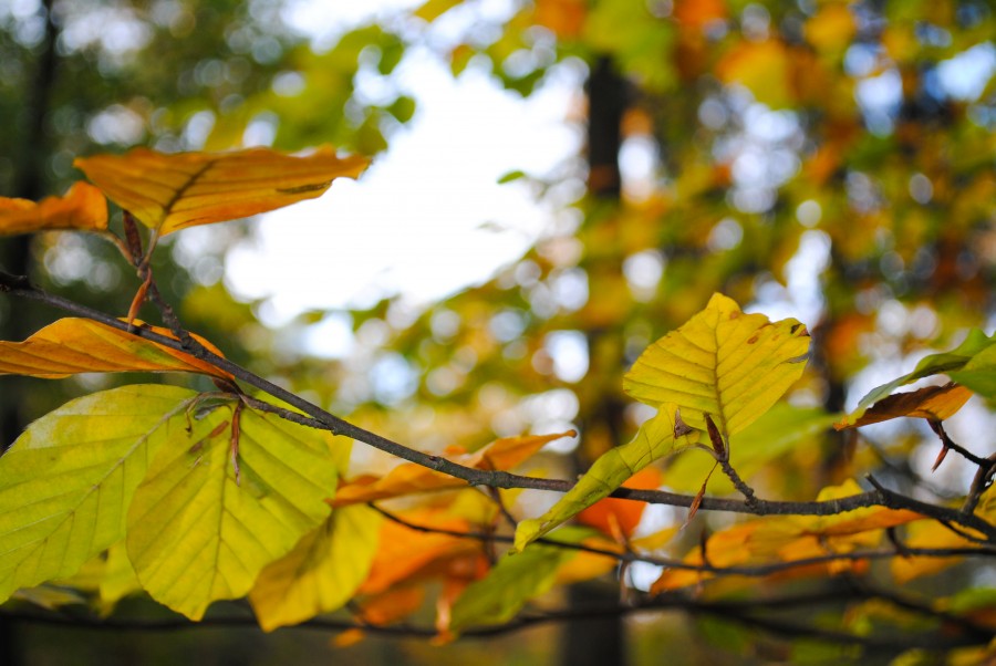 colorful beech branch