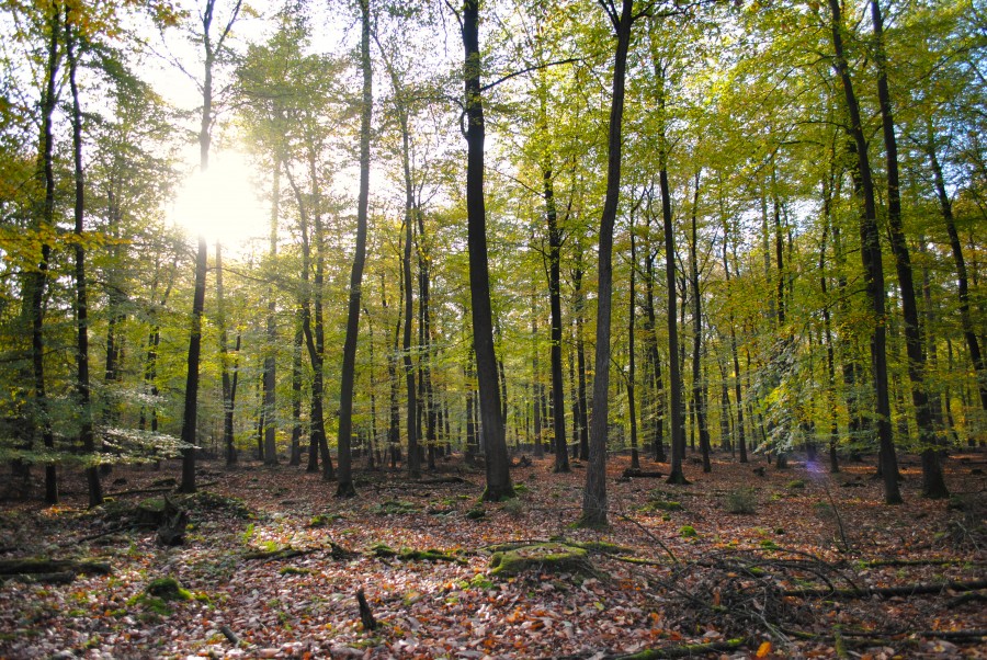 Sunshine forest