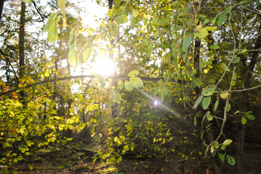 Sunny green 