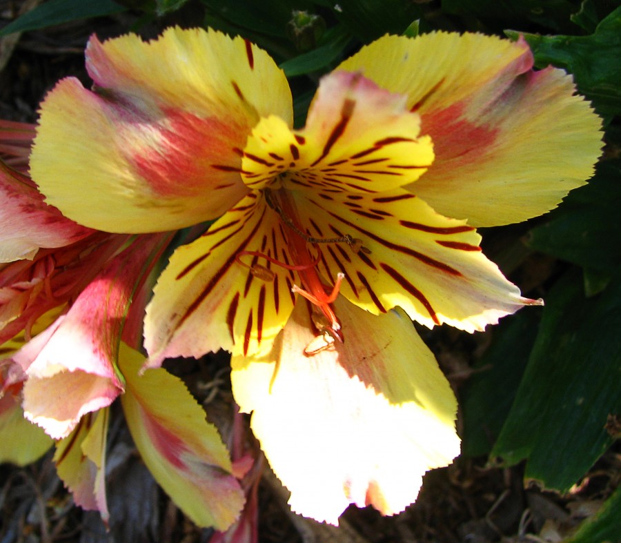 red and yellow flower