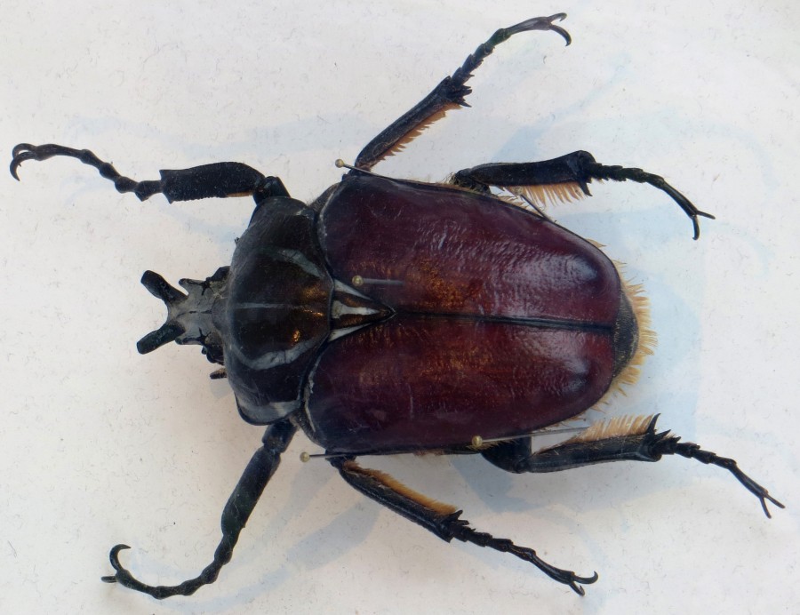big beetle