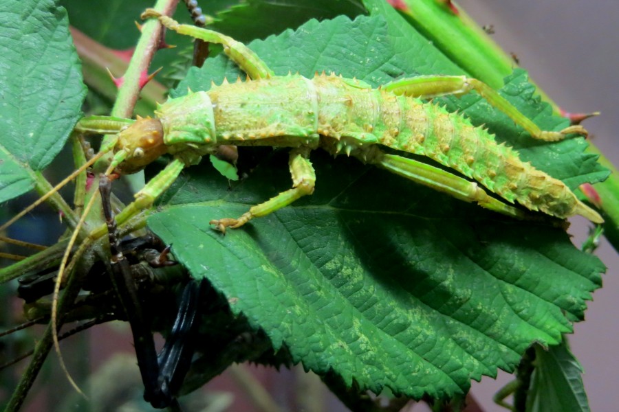 leaf insect