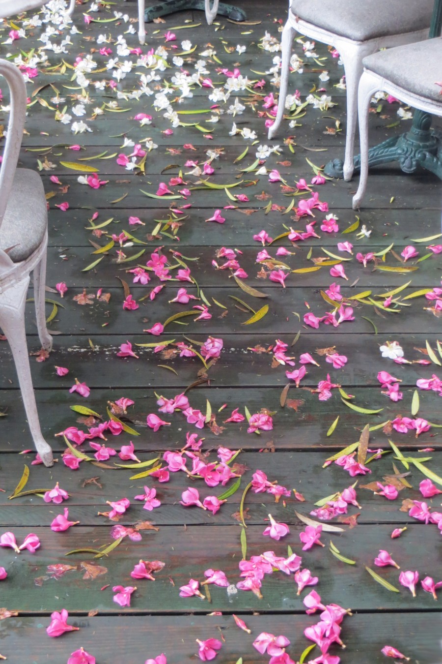 oleander blossoms in courtyard