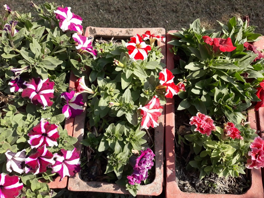 Beautiful Flowers