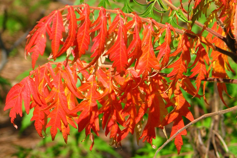 orange leaves