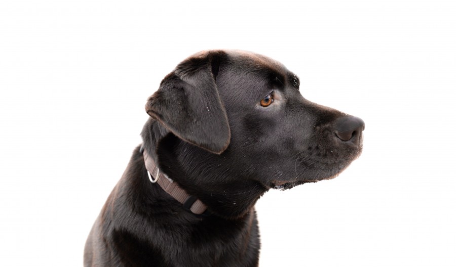 Labrador 