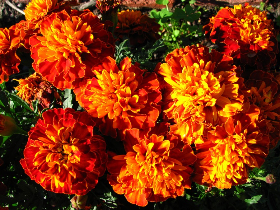 marigolds