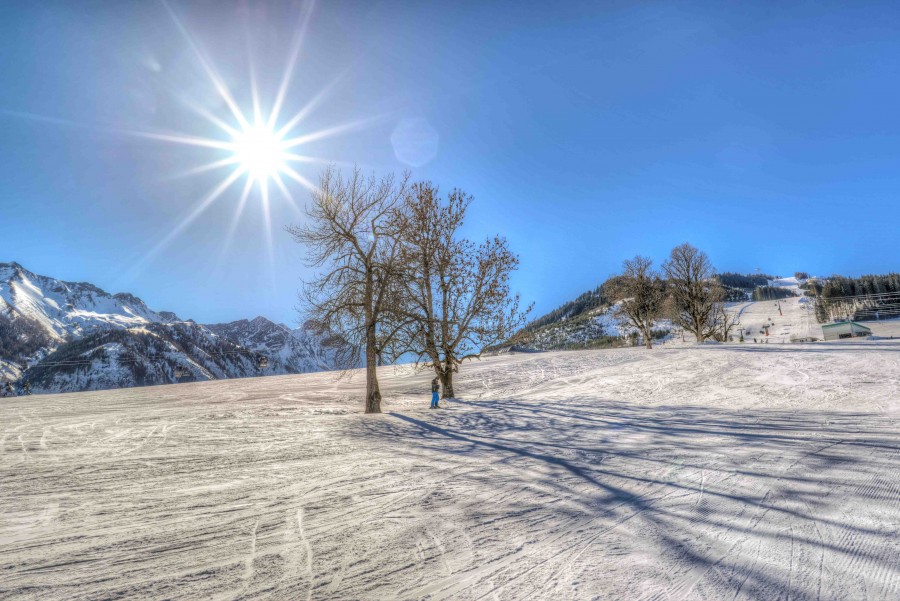 Trees on an alp slope