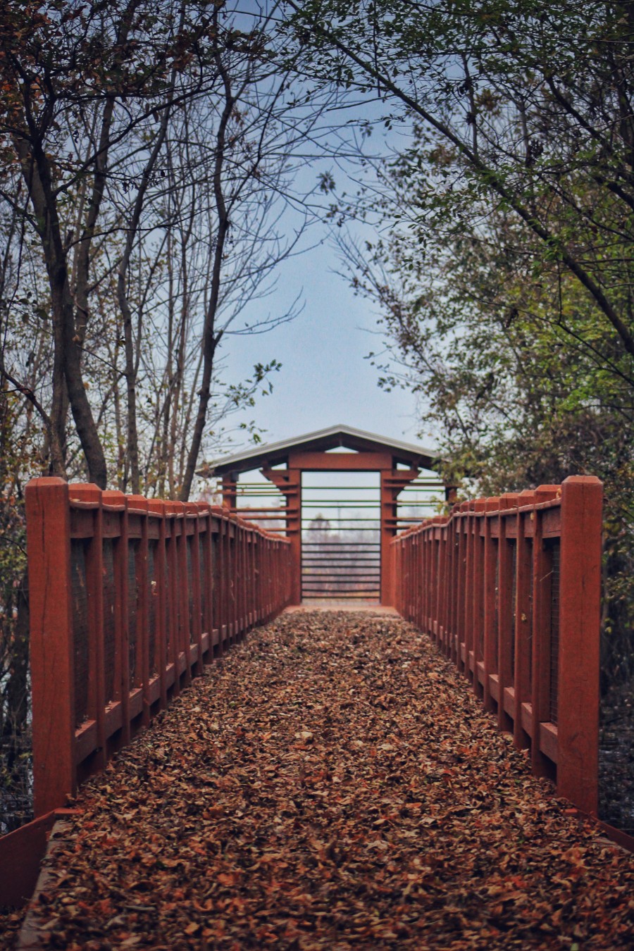 Autumn falls