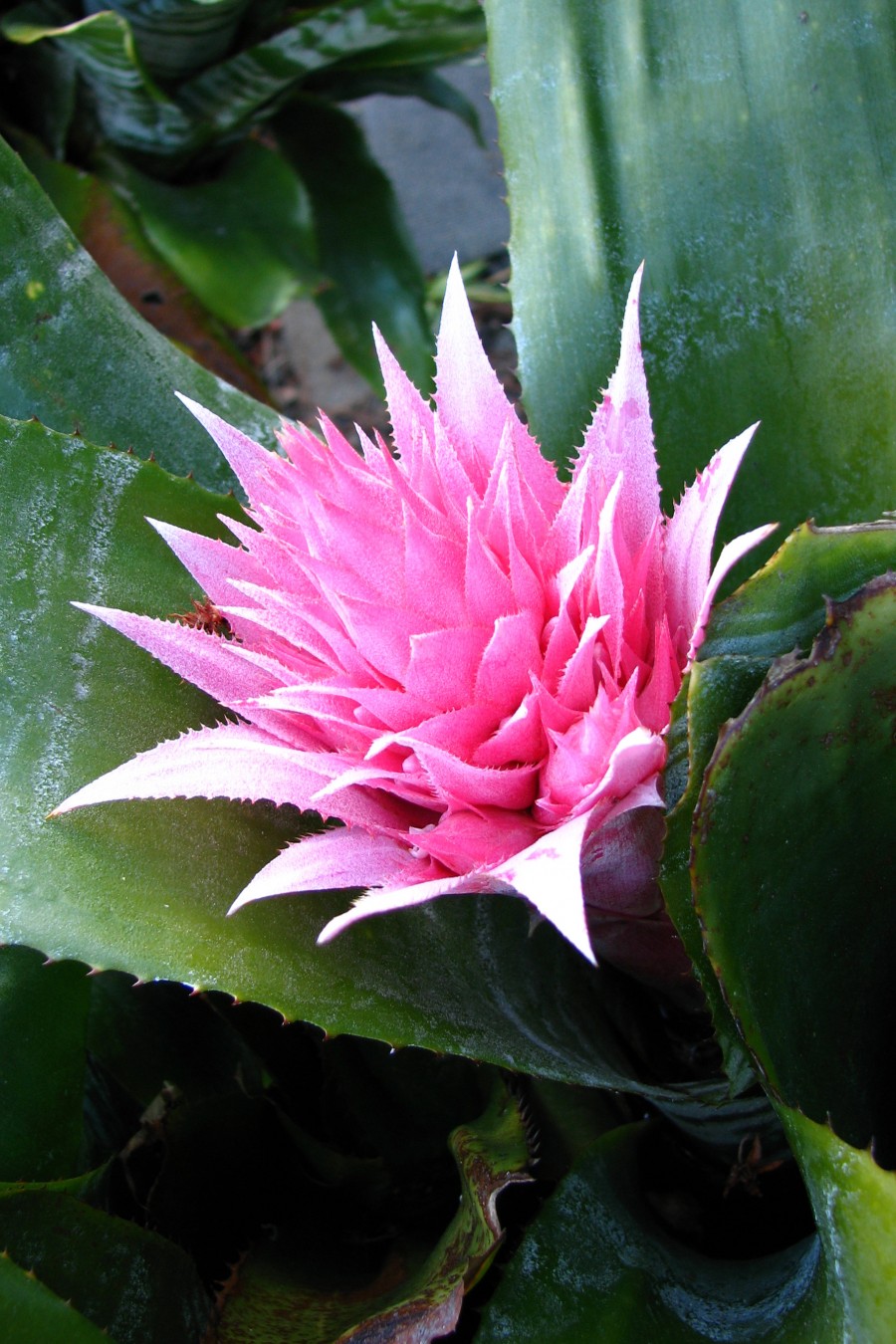 pink ginger